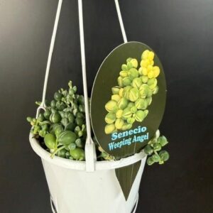 SENECIO herreianus 'Weeping Angel' 15CM Hanging Basket