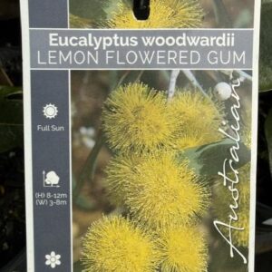 EUCALYPTUS woodwardii