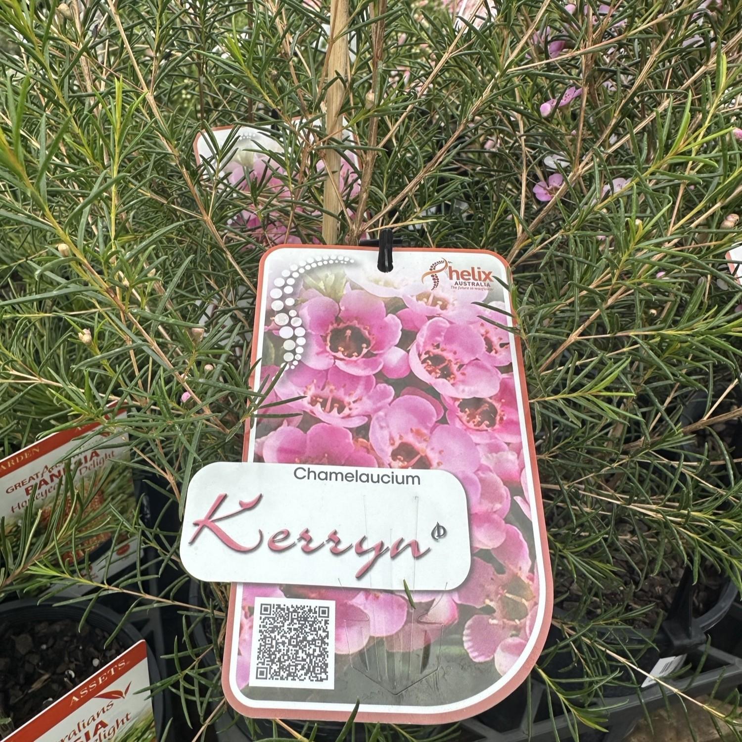 CHAMELAUCIUM hybrid 'Kerryn'