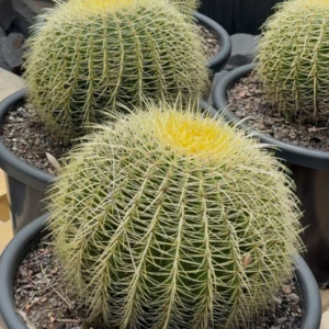 CACTI 'Golden Barrell'-10CM