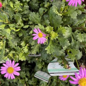BRACHYSCOME Varieties
