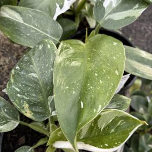 PHILODENDRON 'White Princess'