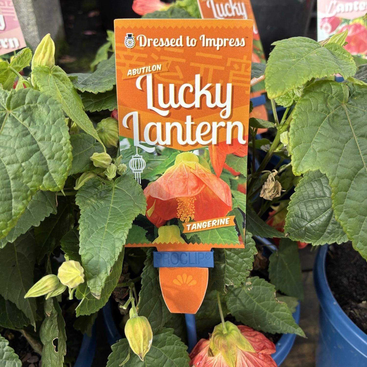 ABUTILON 'Lucky Lantern Tangerine'