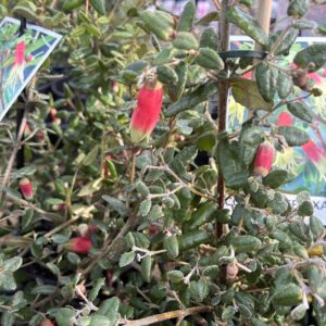 CORREA reflexa
