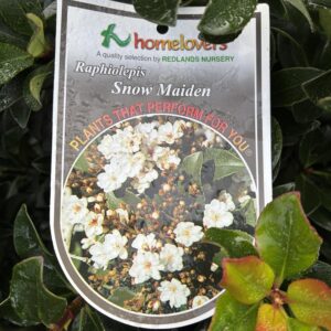 RHAPHIOLEPIS 'Snow Maiden'