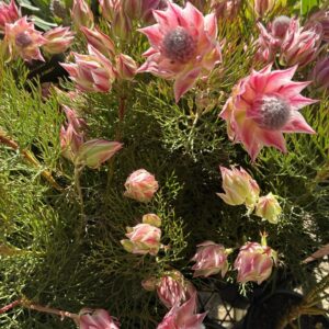 SERRURIA Varieties