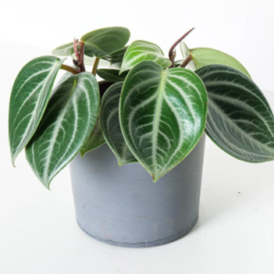PEPEROMIA sarcophylla -12CM