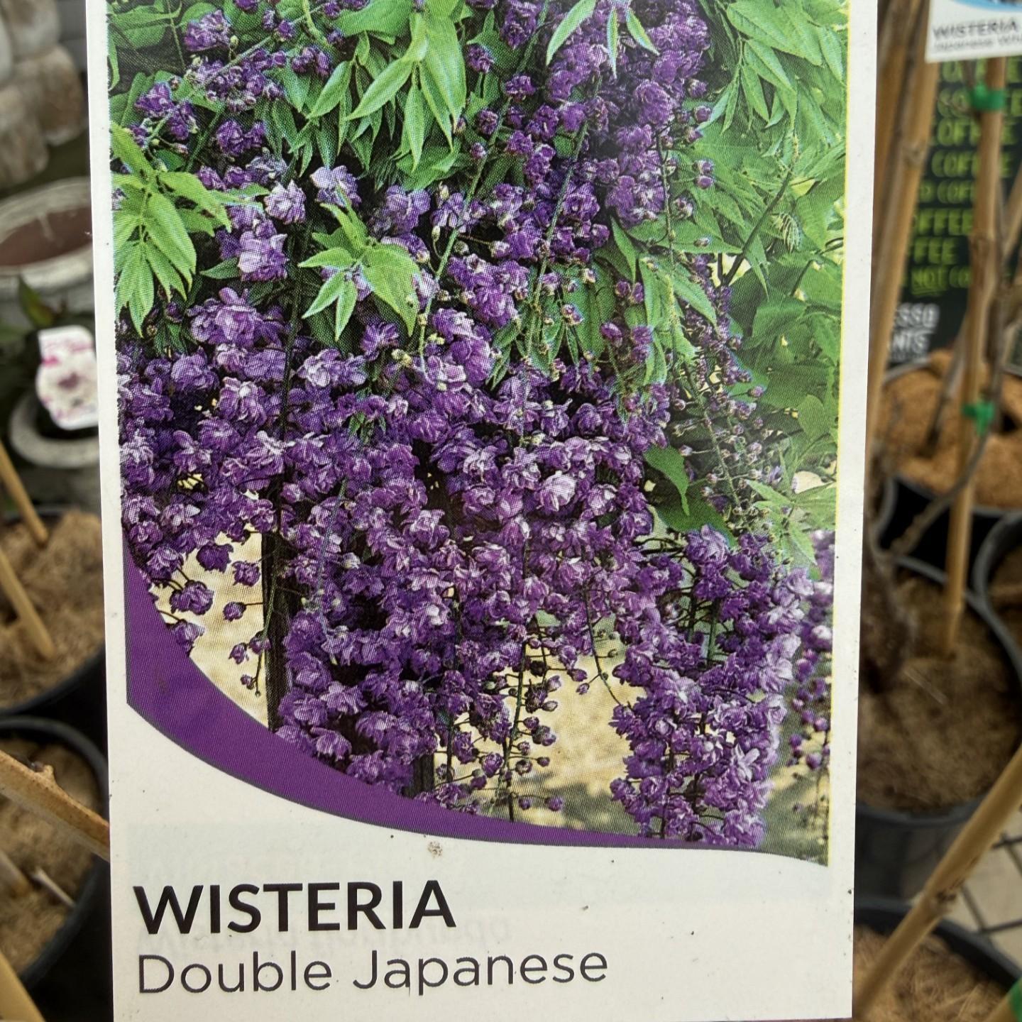 WISTERIA 'Double Purple'