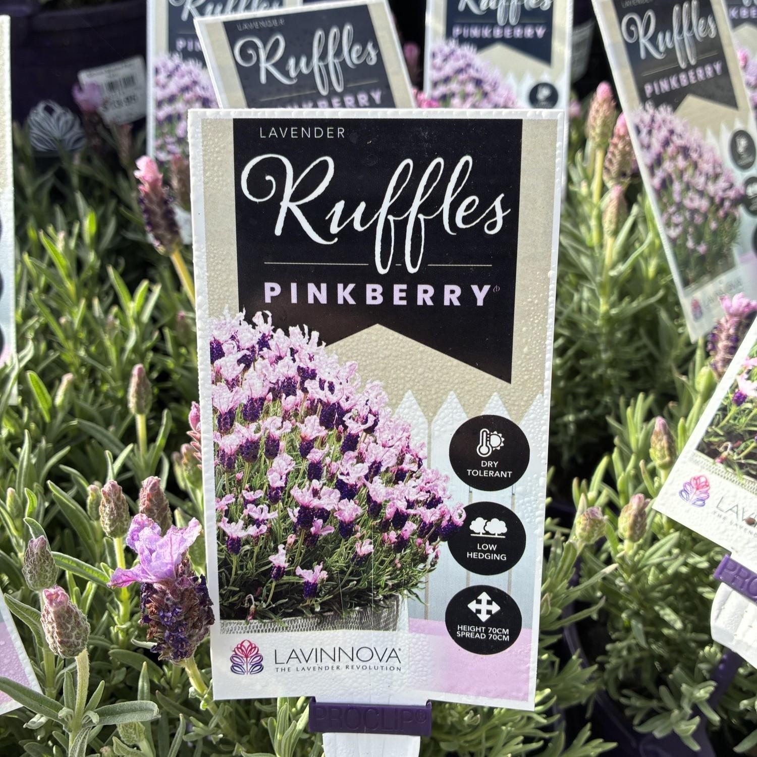 LAVINNOVA Lavandula 'Pinkberry Ruffles'