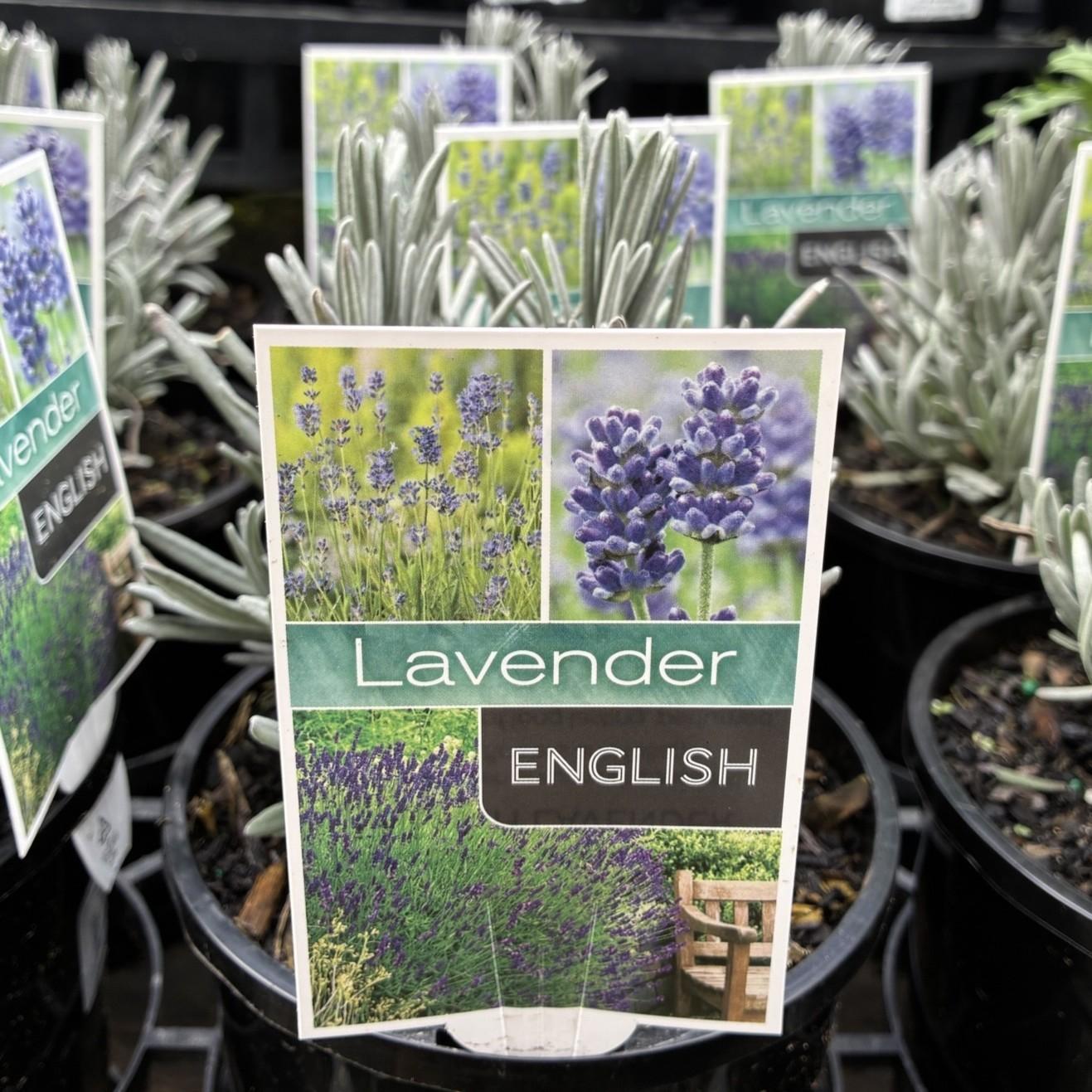 LAVANDULA angustifolia (English Lavender)