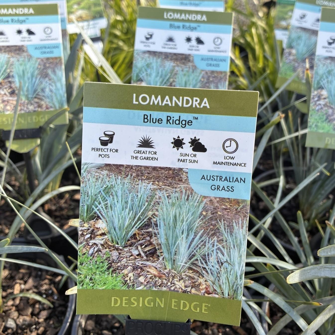LOMANDRA glauca ‘Blue Ridge’
