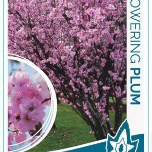 PRUNUS 'Blireana'