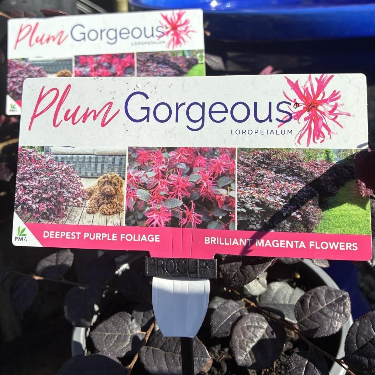LOROPETALUM 'Plum Gorgeous'