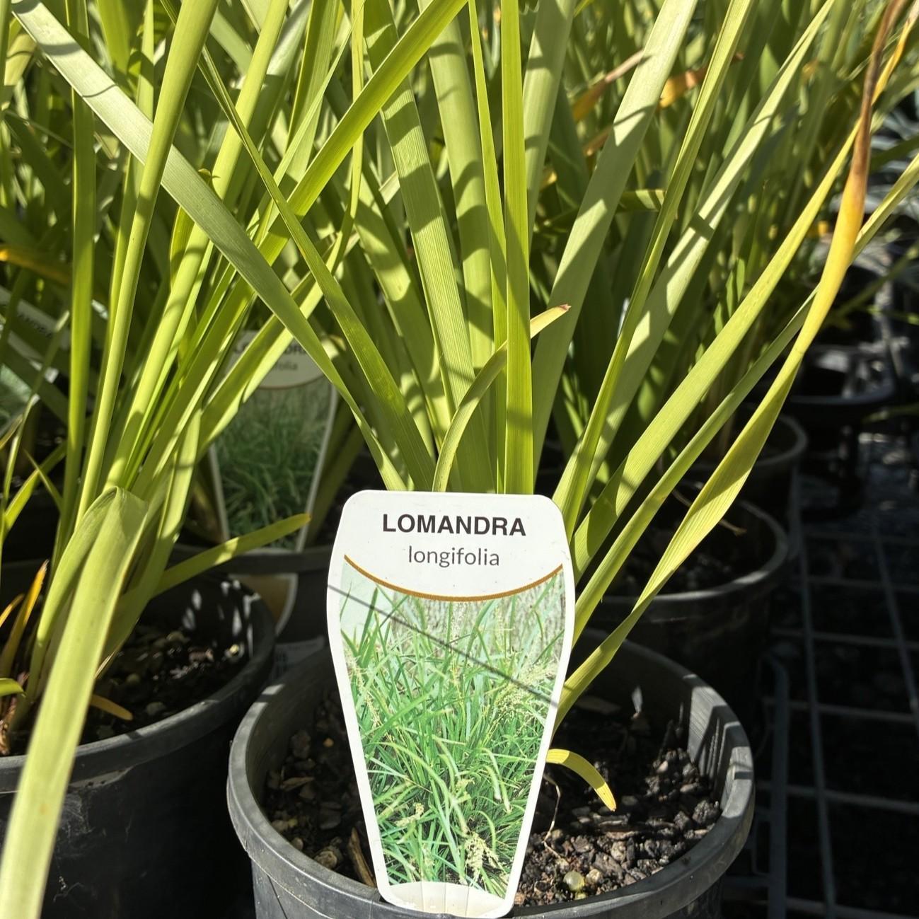 LOMANDRA longifolia