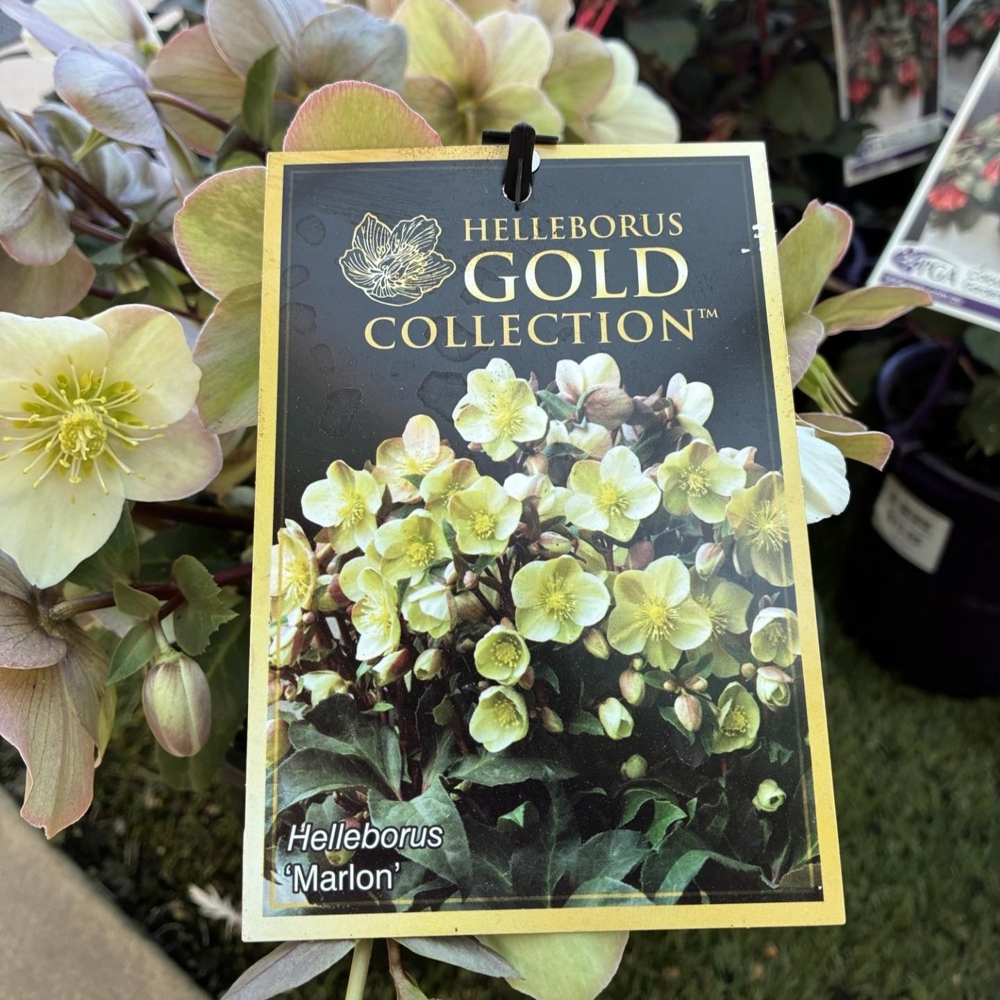 HELLEBORUS Gold Collection rtm 'Marlon'