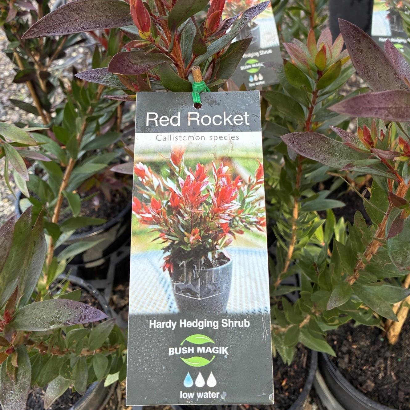 CALLISTEMON hybrid 'Red Rocket'