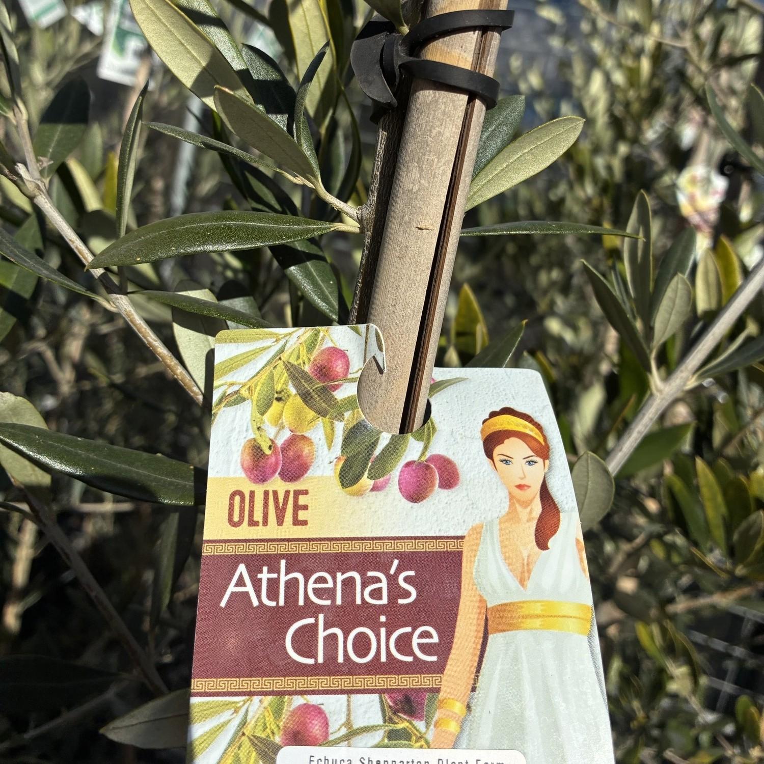 OLEA europaea 'Athena’s Choice' (Olive)