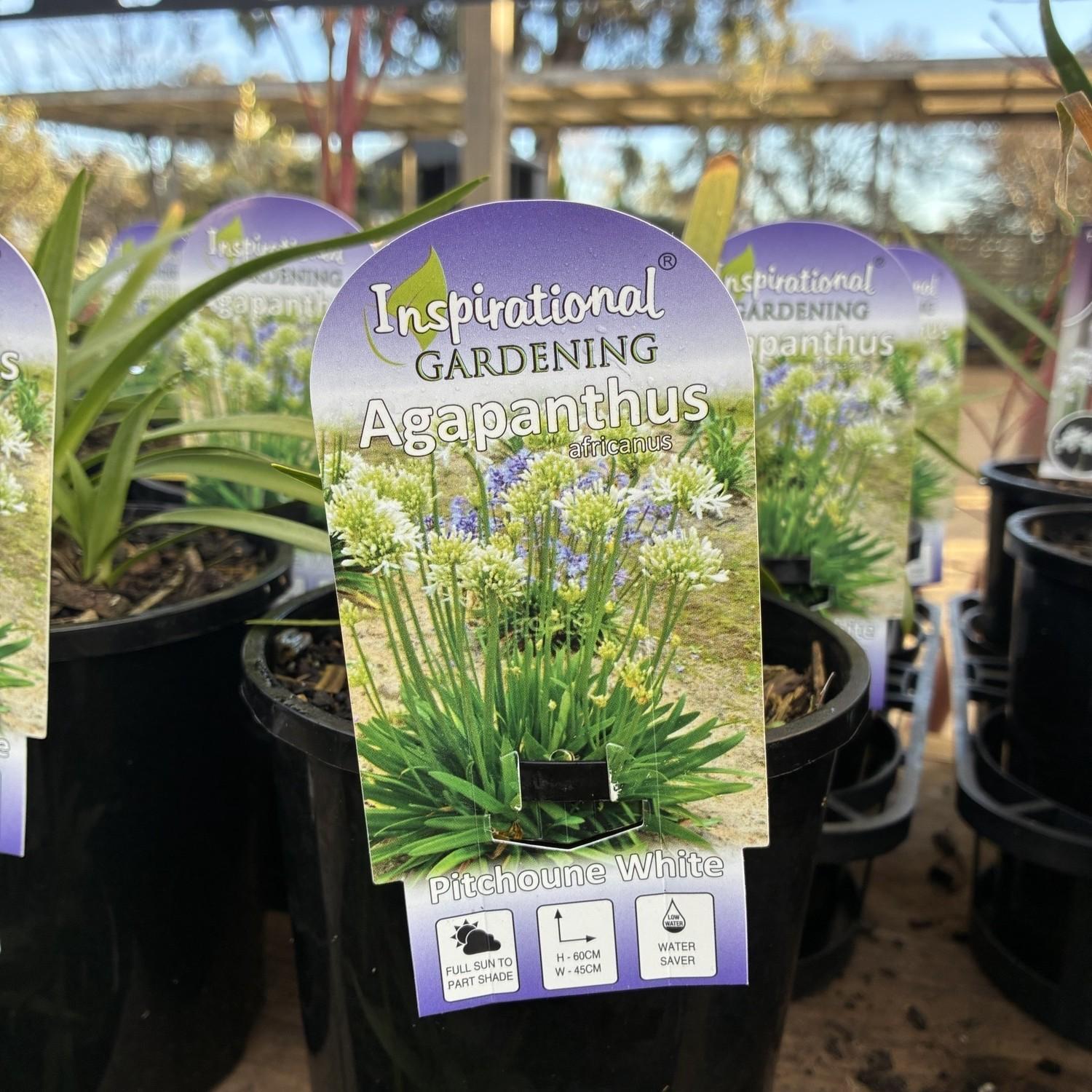 AGAPANTHUS 'Pitchoune White' (White African Lily)