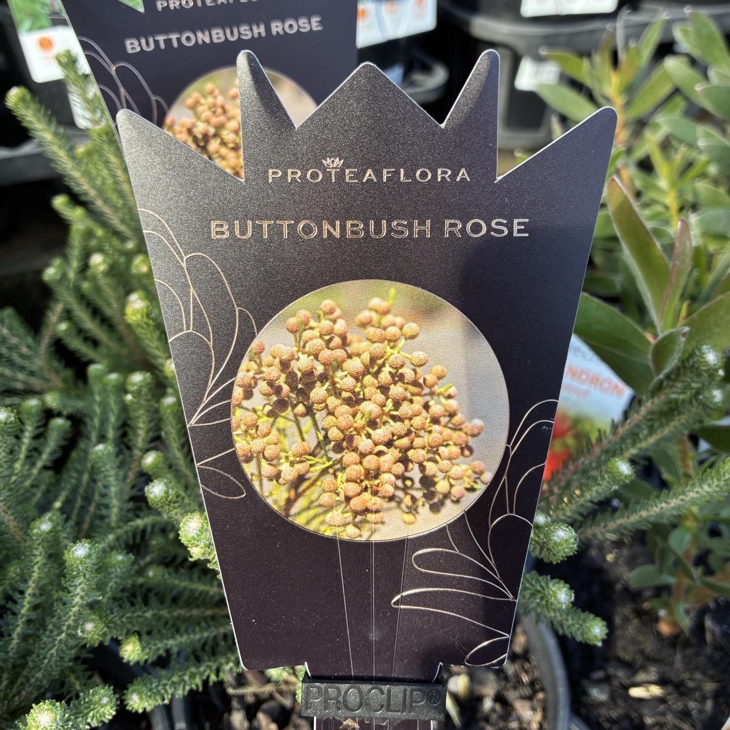 BERZELIA rubra 'Buttonbush Rose'