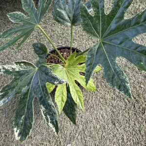 FATSIA 'Spiders Web'