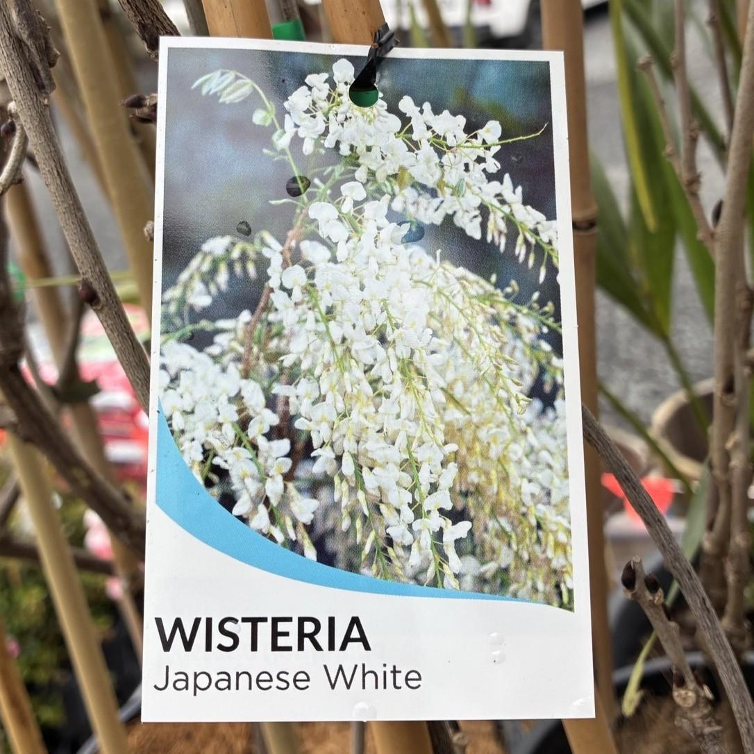 WISTERIA floribunda 'Alba' (Japanese White)