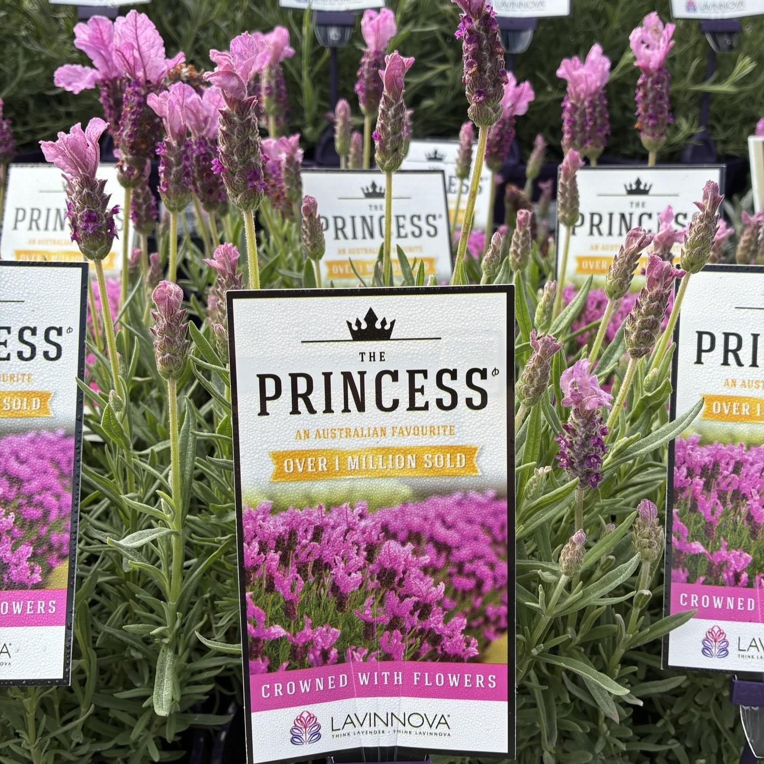 LAVINNOVA Lavandula 'The Princess'