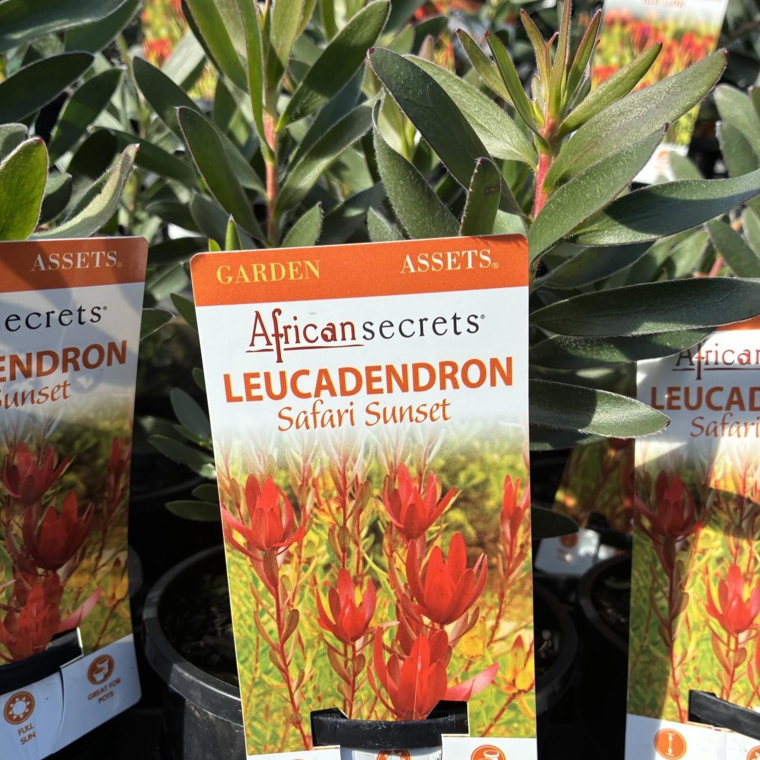 LEUCADENDRON 'Safari Sunset'