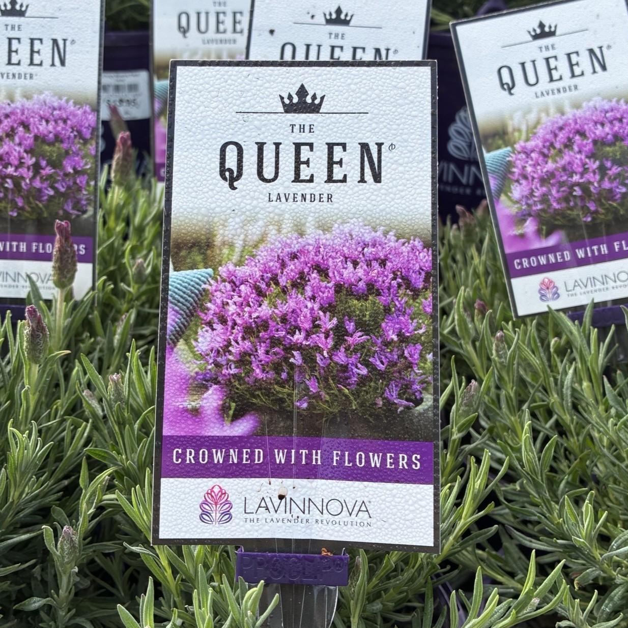 LAVINNOVA Lavandula 'The Queen'
