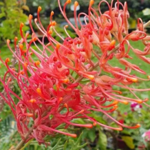GREVILLEA 'Watermelonice'