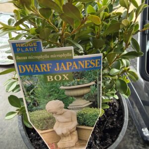 BUXUS microphylla var. microphylla (Dwarf Japanese Box)