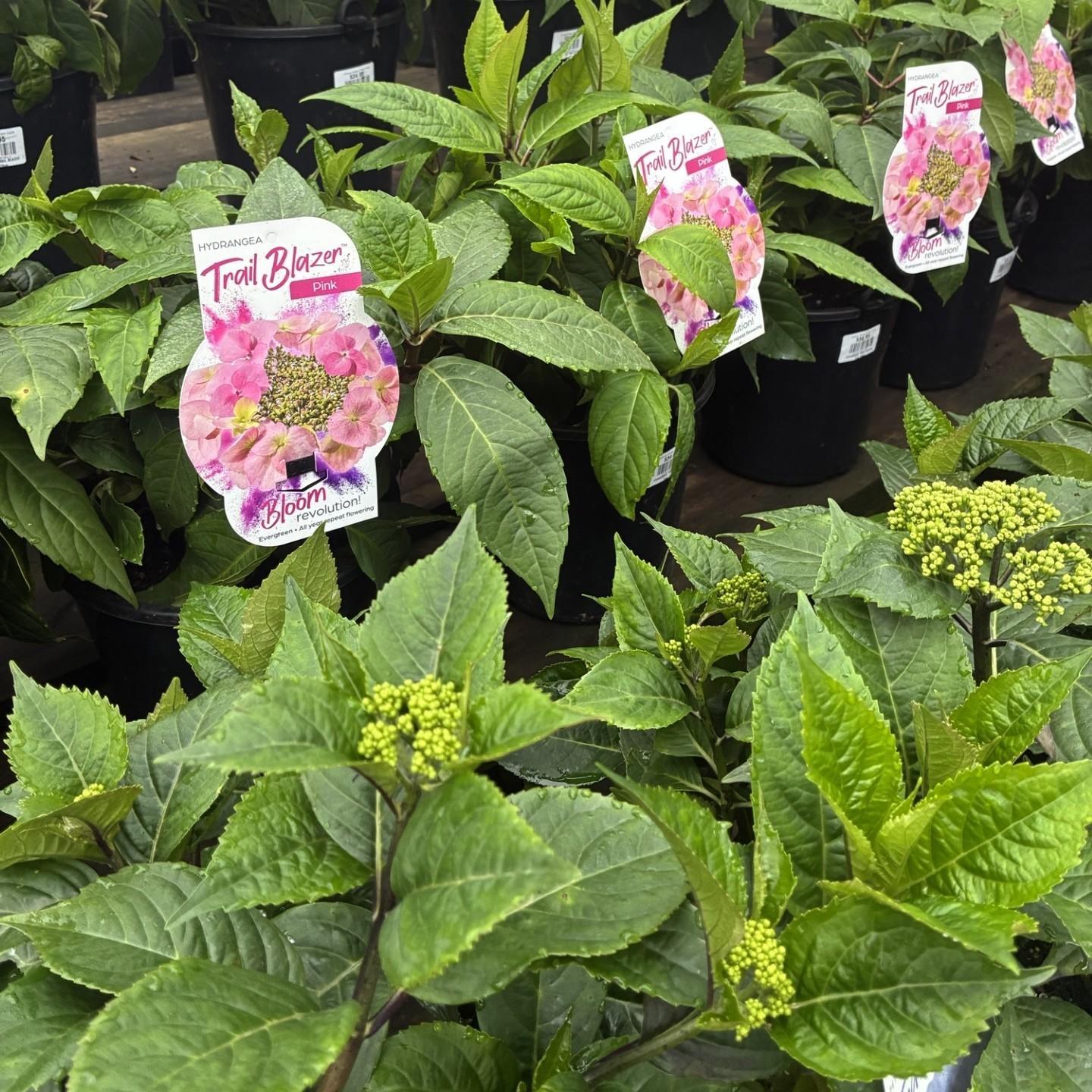 HYDRANGEA paniculata 'TRAIL BLAZER'