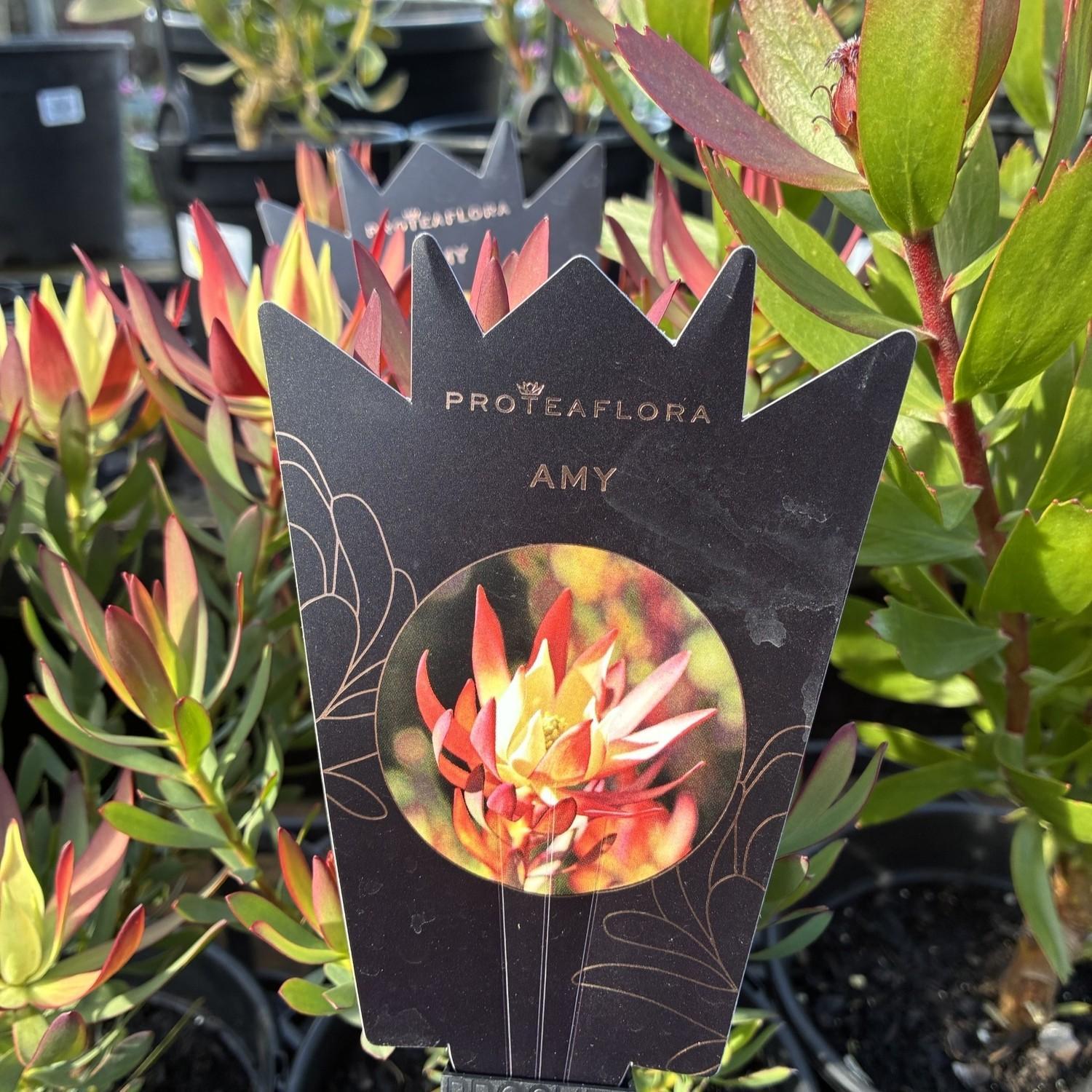 LEUCADENDRON 'Amy'