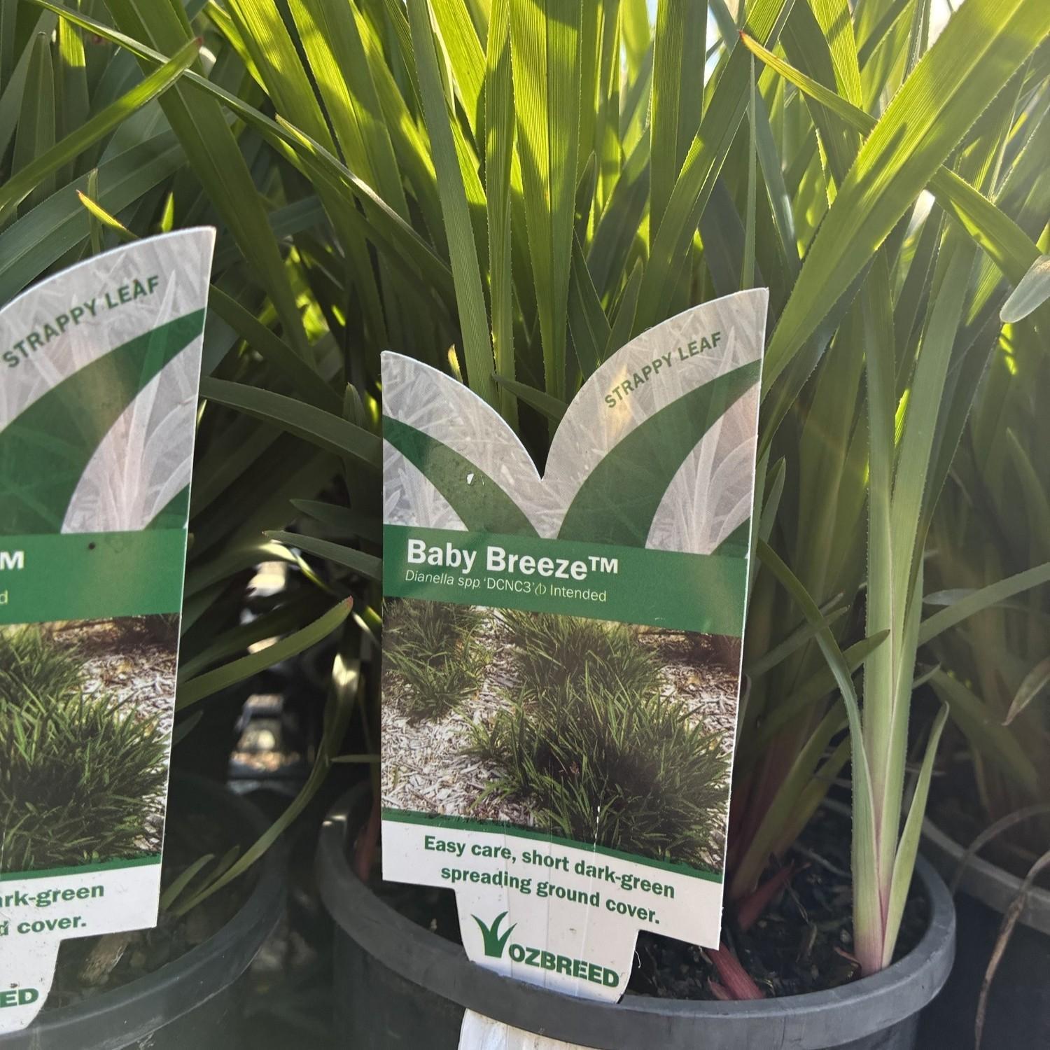 DIANELLA 'Baby Breeze' PBR