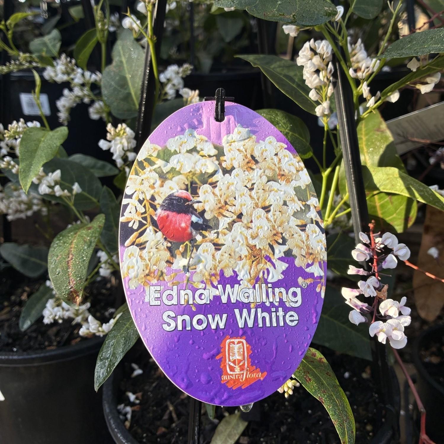 HARDENBERGIA 'Edna Snow White'