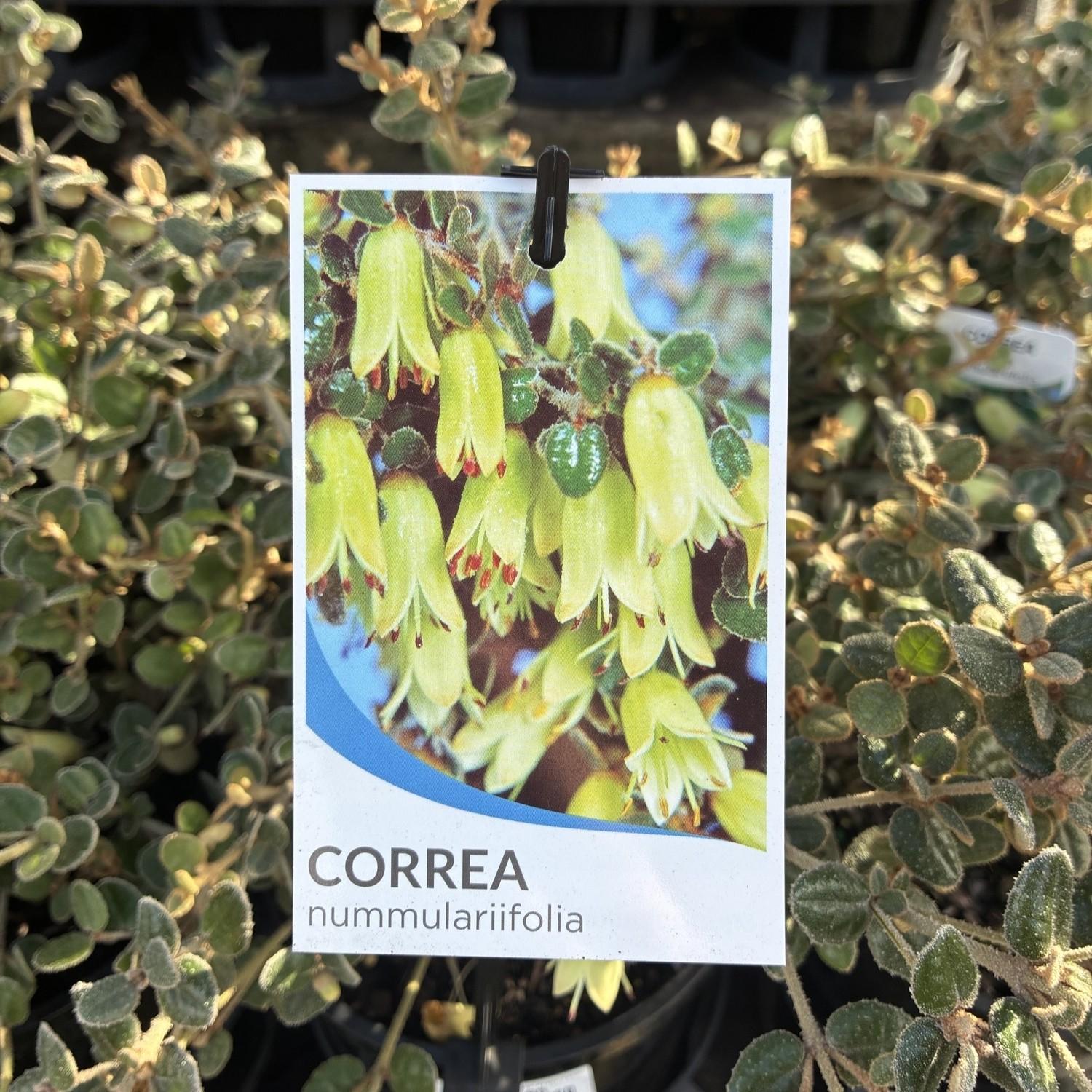 CORREA reflexa var. nummulariifolia