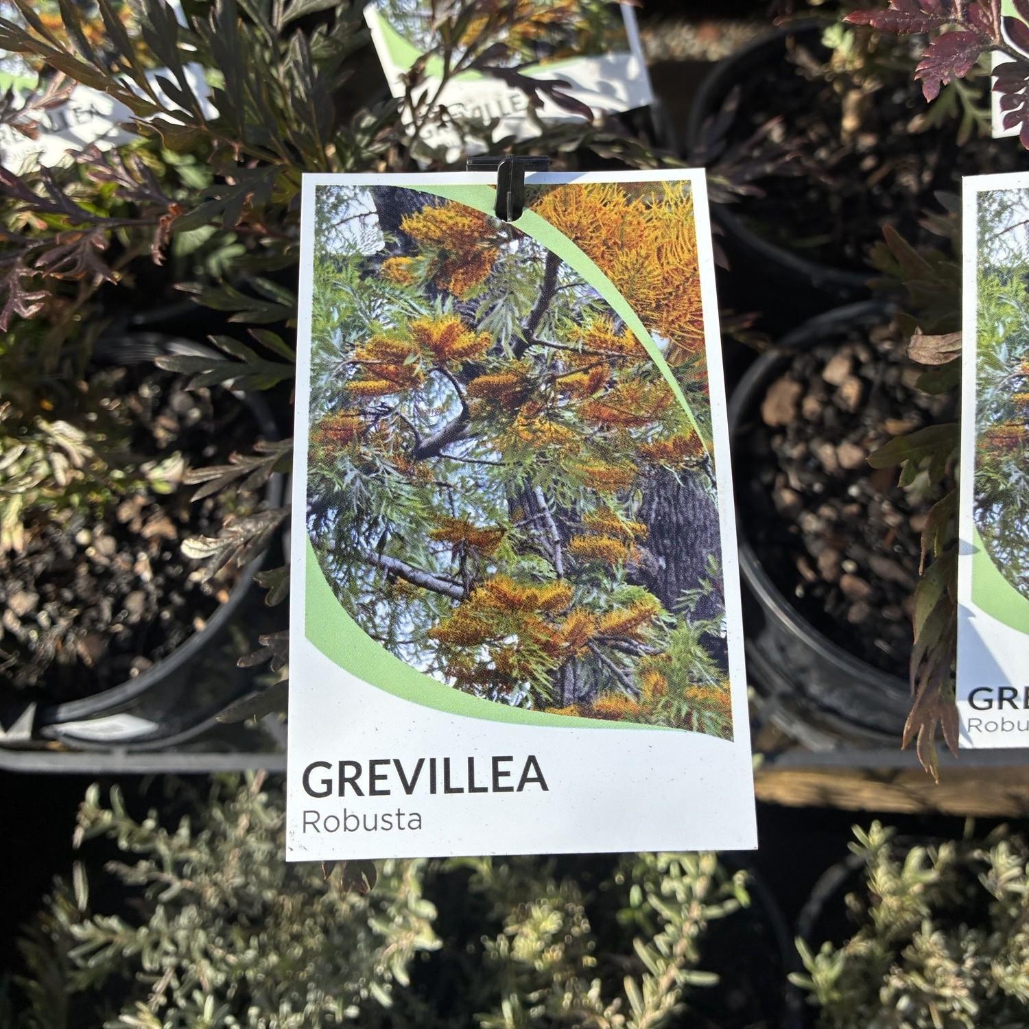 GREVILLEA robusta (Silky Oak)
