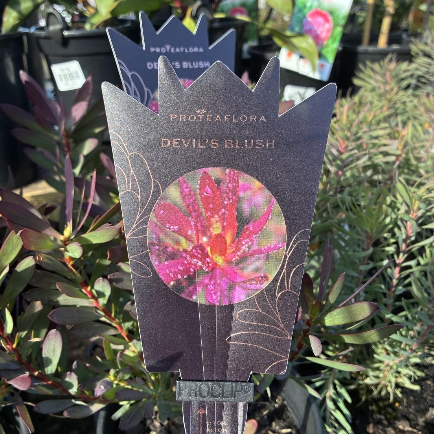LEUCADENDRON 'Devils Blush'