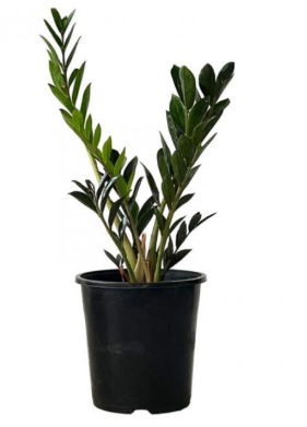 Zanzibar 'Dark Zamicro' - 18CM