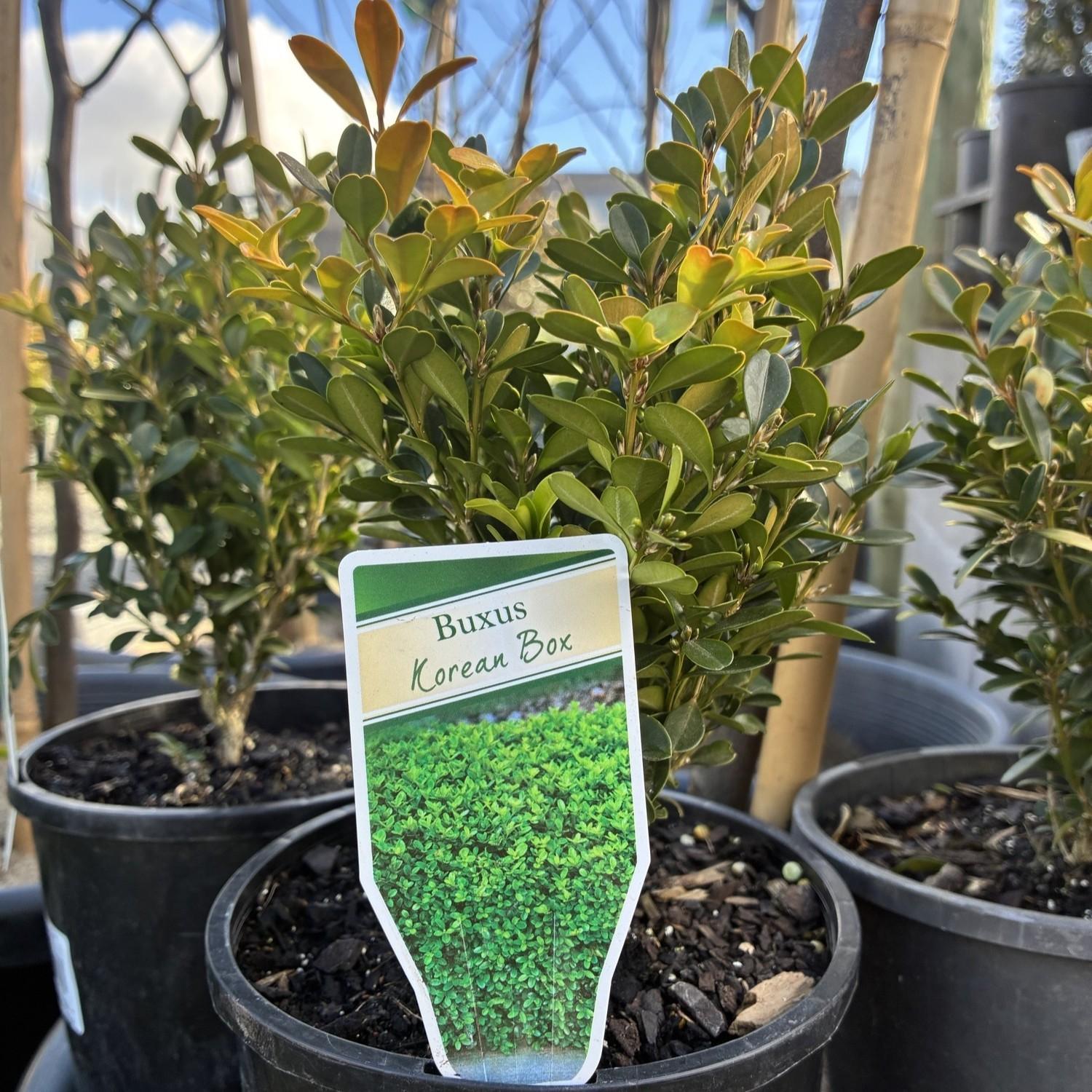 BUXUS microphylla 'Korean Box'