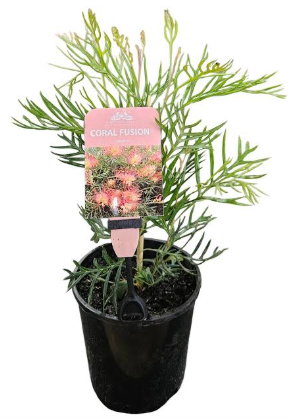 Grevillea 'Coral Fusion'
