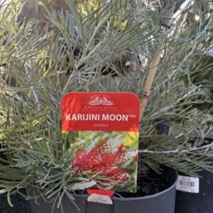 GREVILLEA 'Karijini Moon'