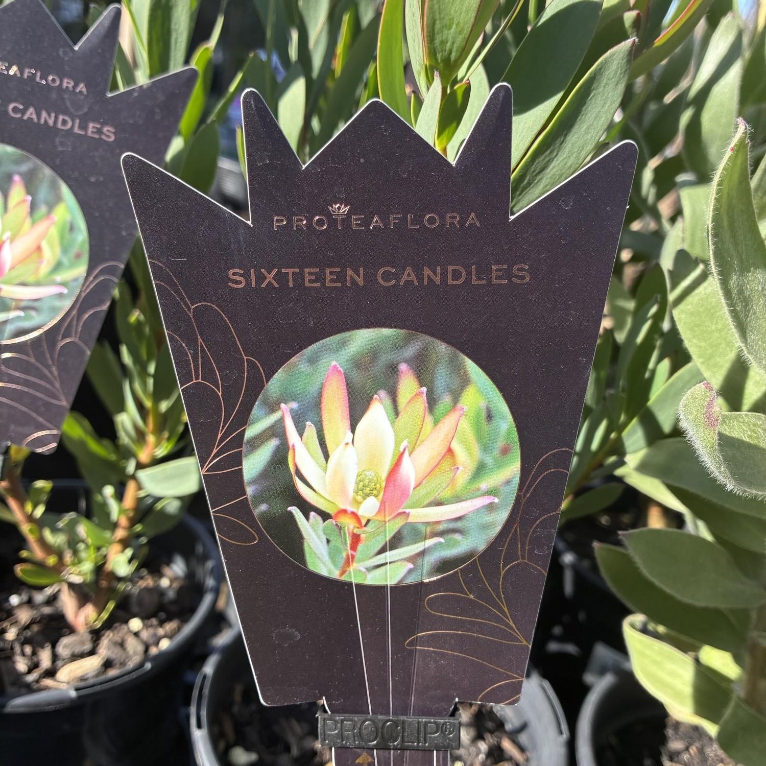 LEUCADENDRON 'Sixteen Candles'