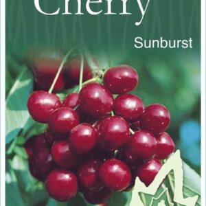 CHERRY 'Sunburst'