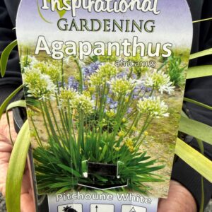 AGAPANTHUS 'Pitchoune White' (White African Lily)