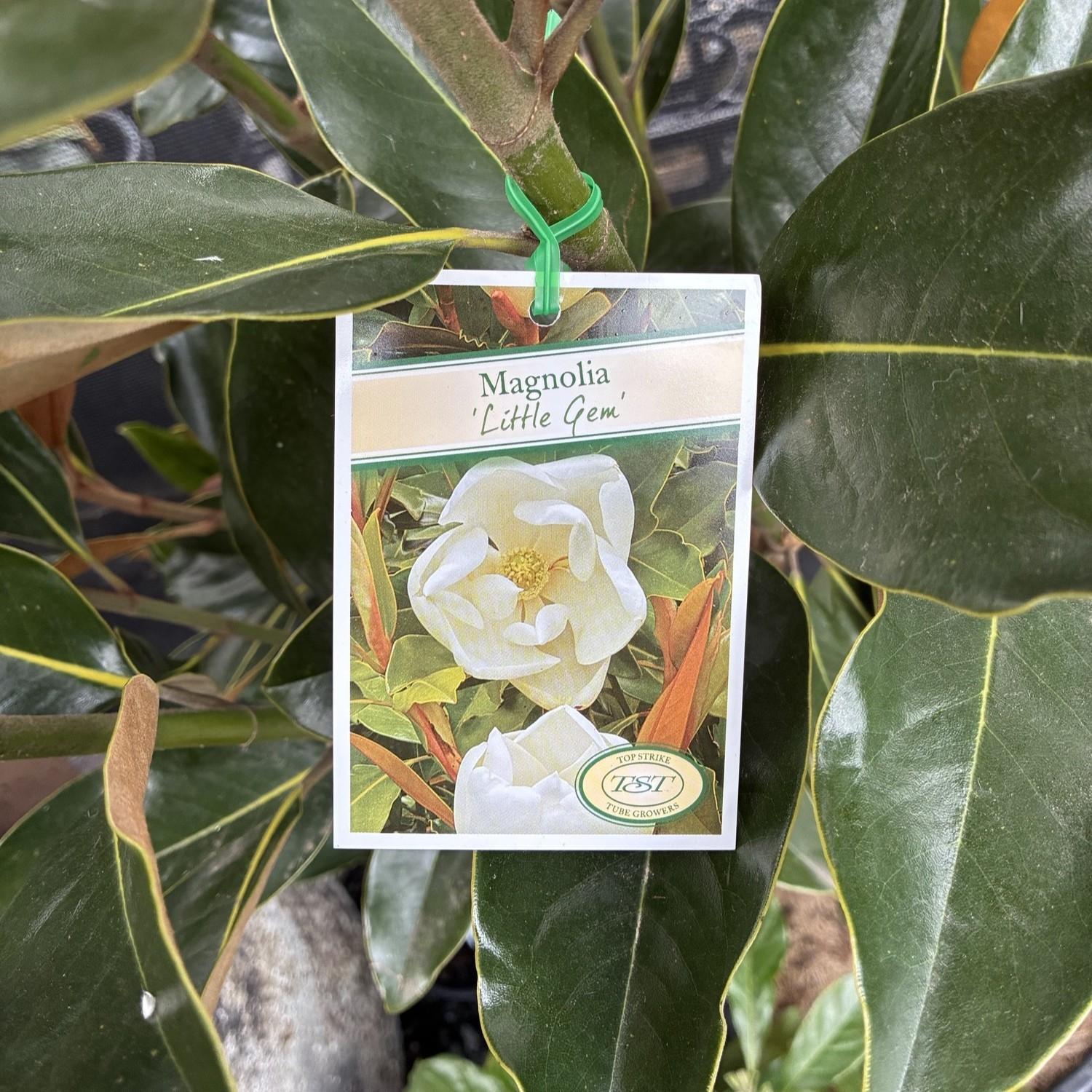 MAGNOLIA 'Little Gem'I