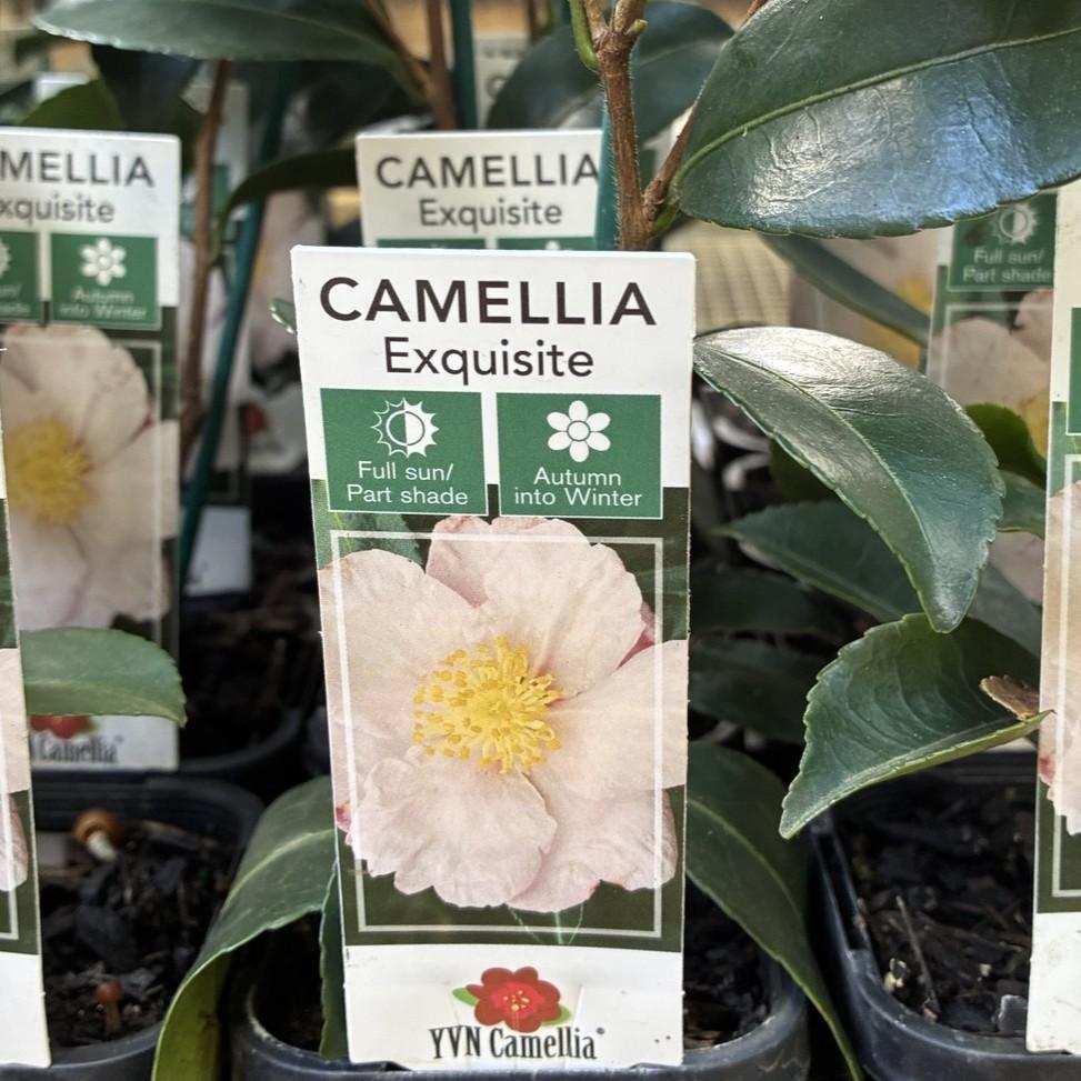 CAMELLIA sasanqua 'Exquisite'