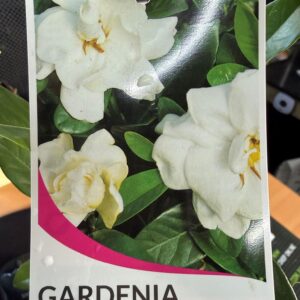 GARDENIA 'Professor Pucci'