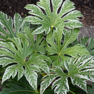 FATSIA 'Spiders Web'