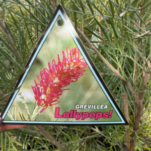GREVILLEA 'Lollypops'