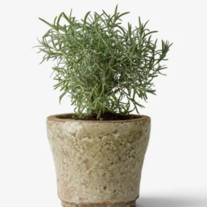 Celadon Herb Planter